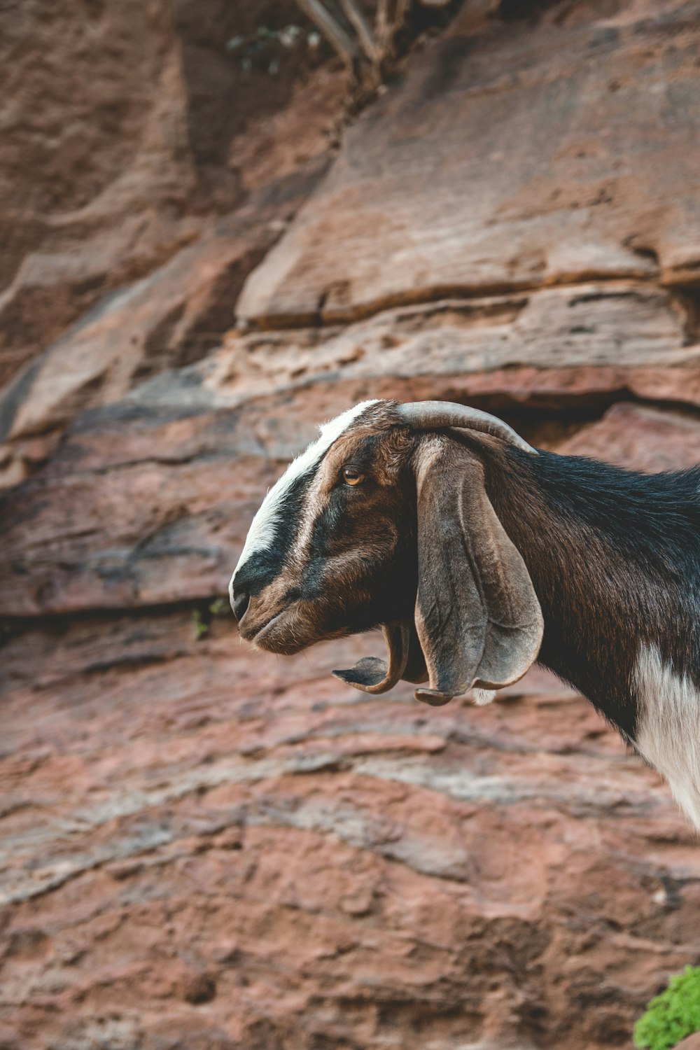 black and white cow on brown rock formation during daytime