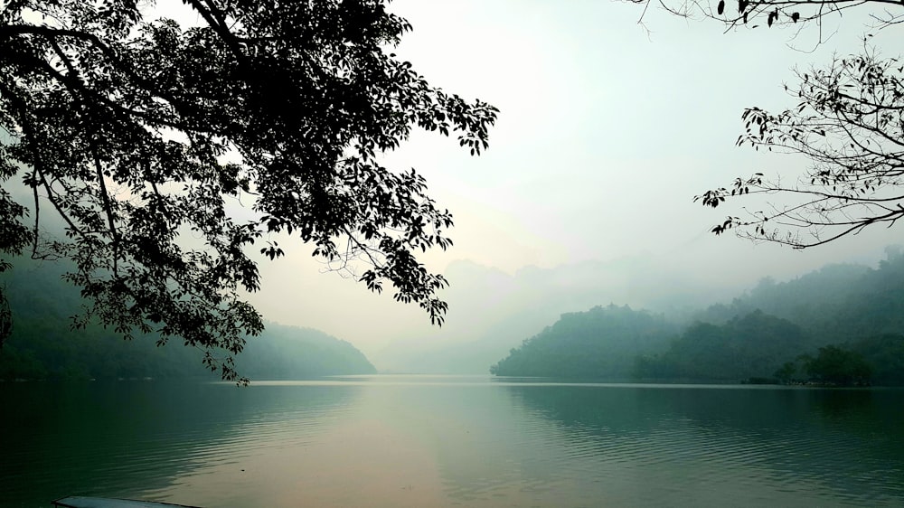 body of water near trees during daytime