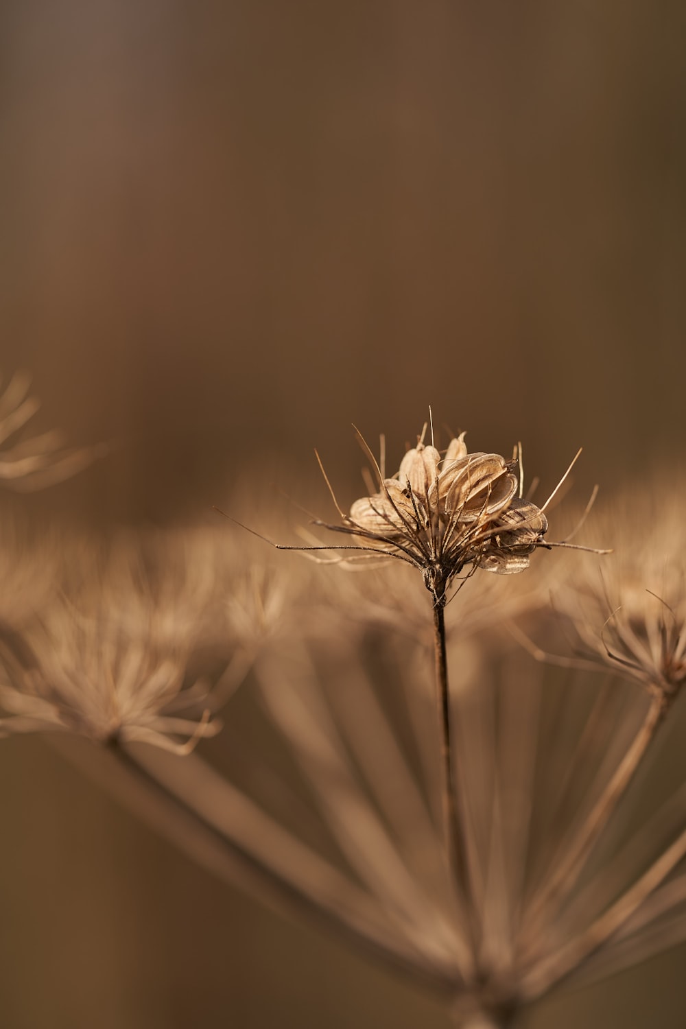 brown wheat in close up photography