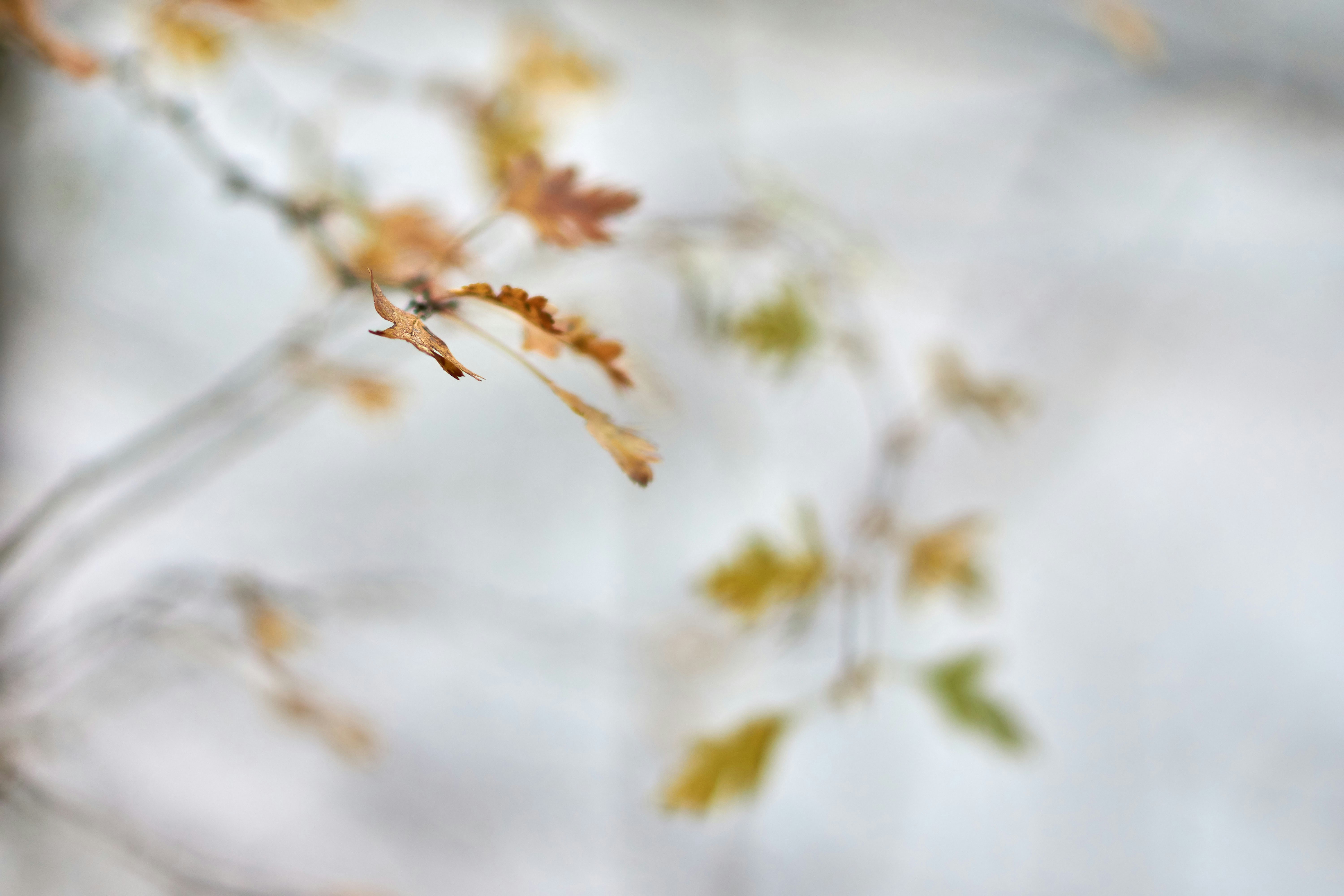 Photo by wolfgang_hasselmann