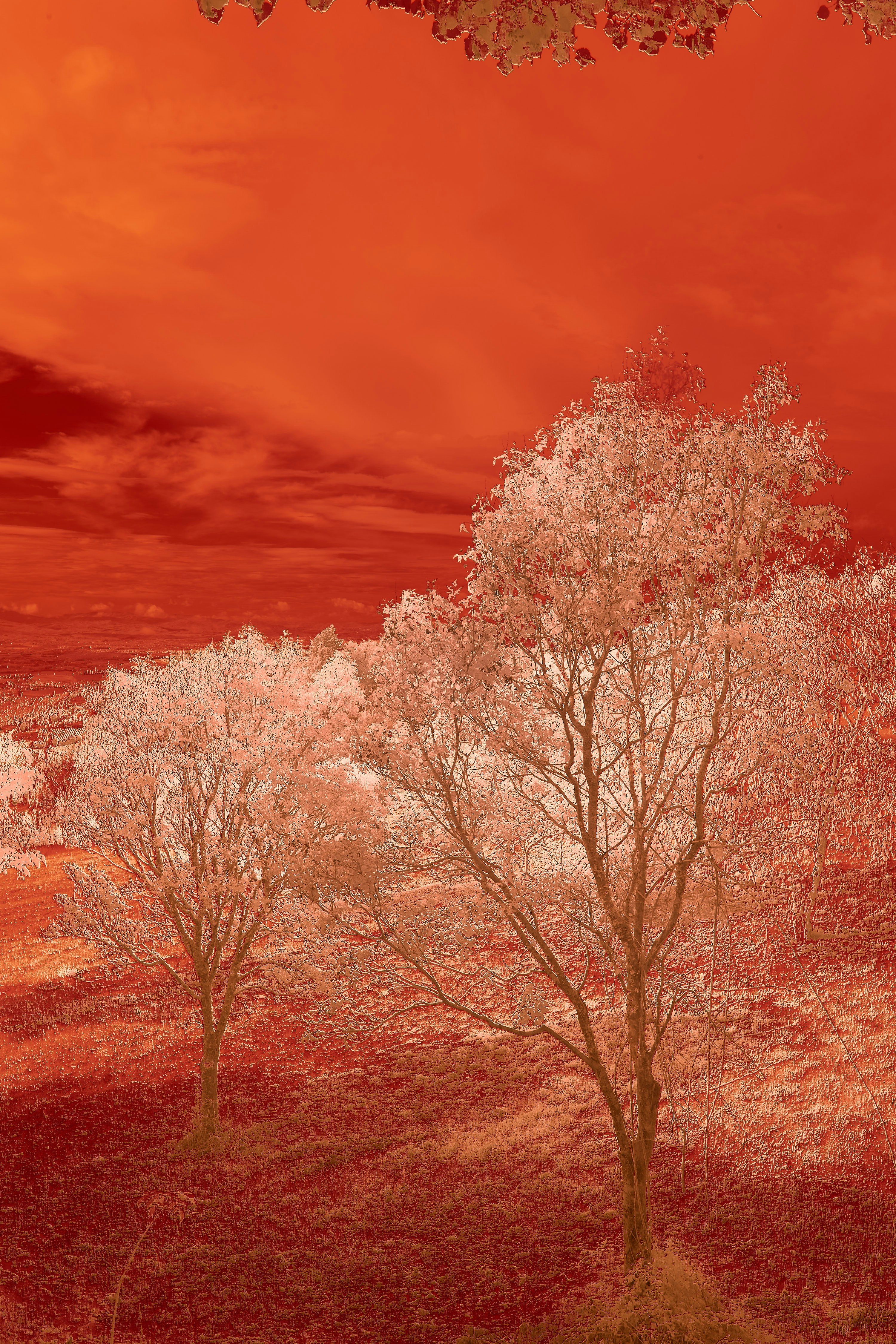 Photo by wolfgang_hasselmann