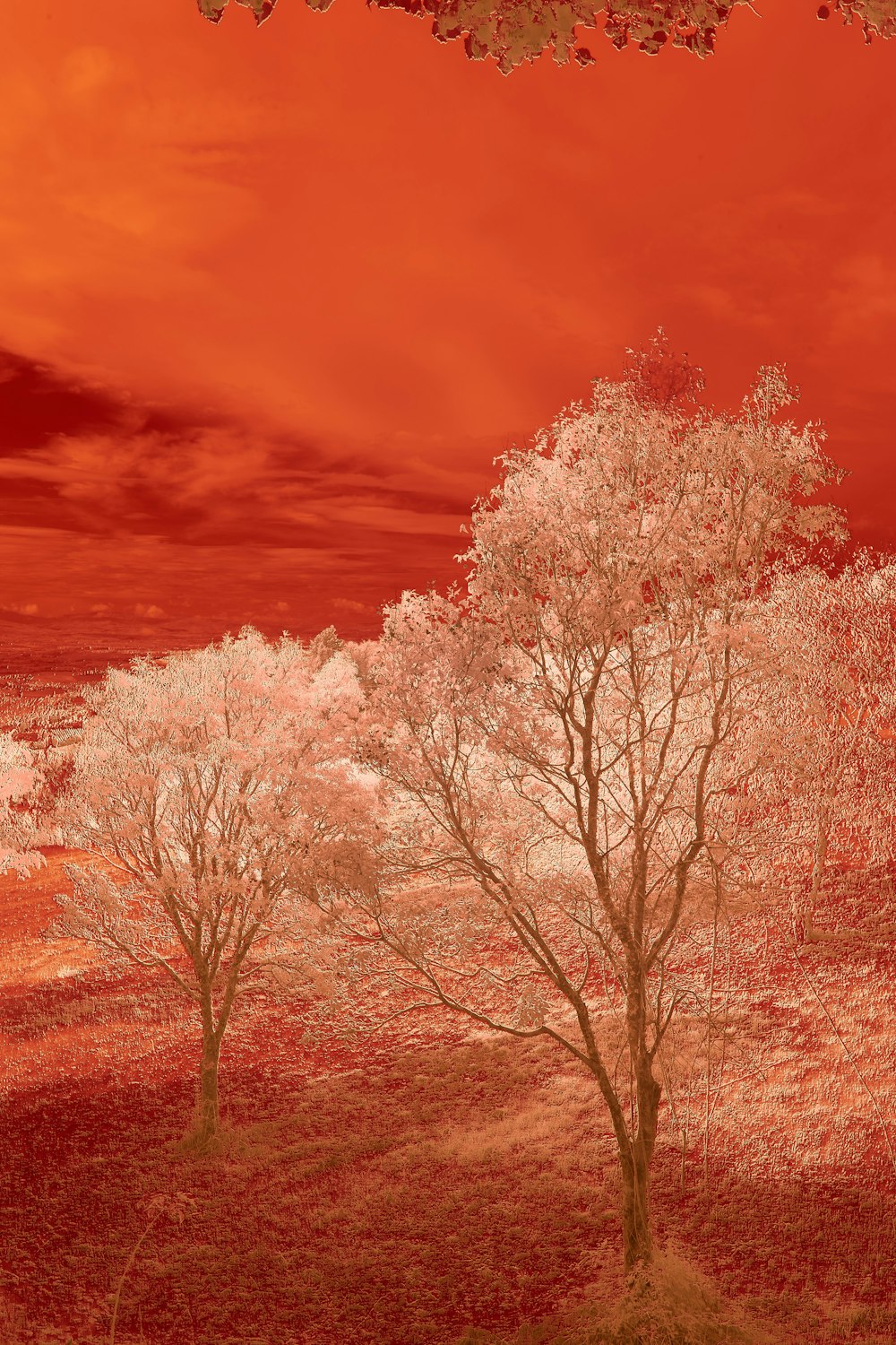 leafless tree under blue sky