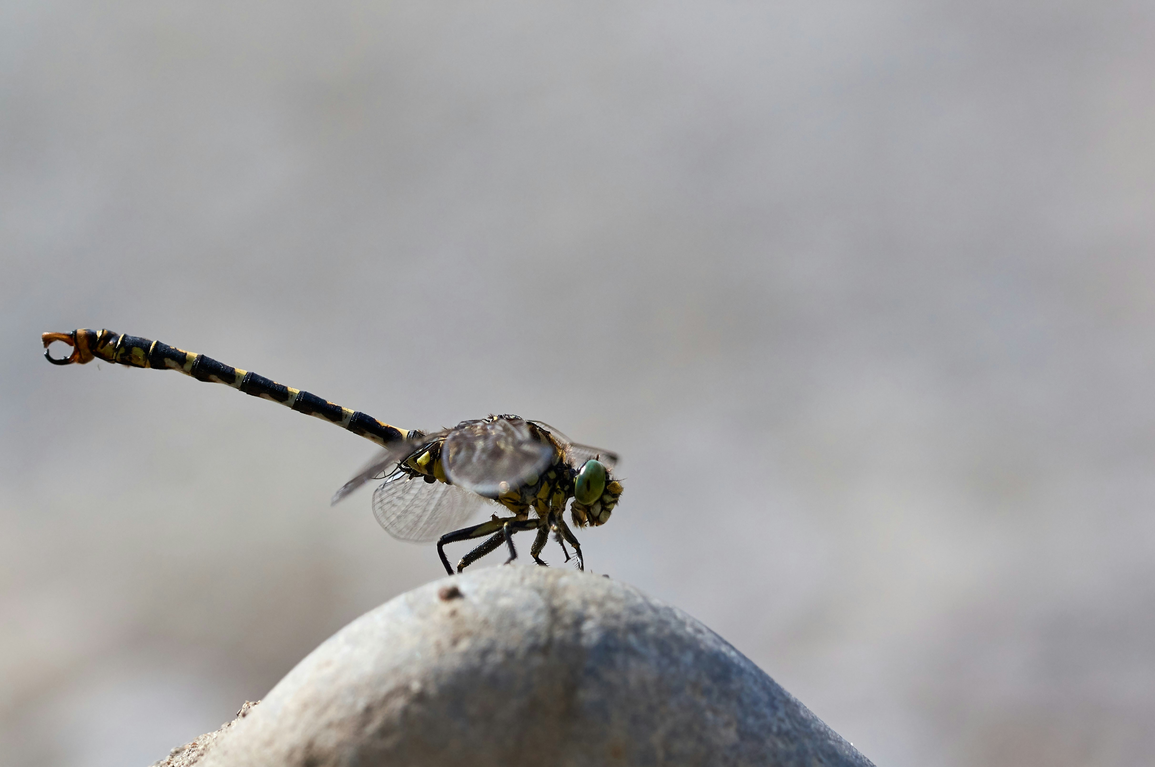 Photo by wolfgang_hasselmann