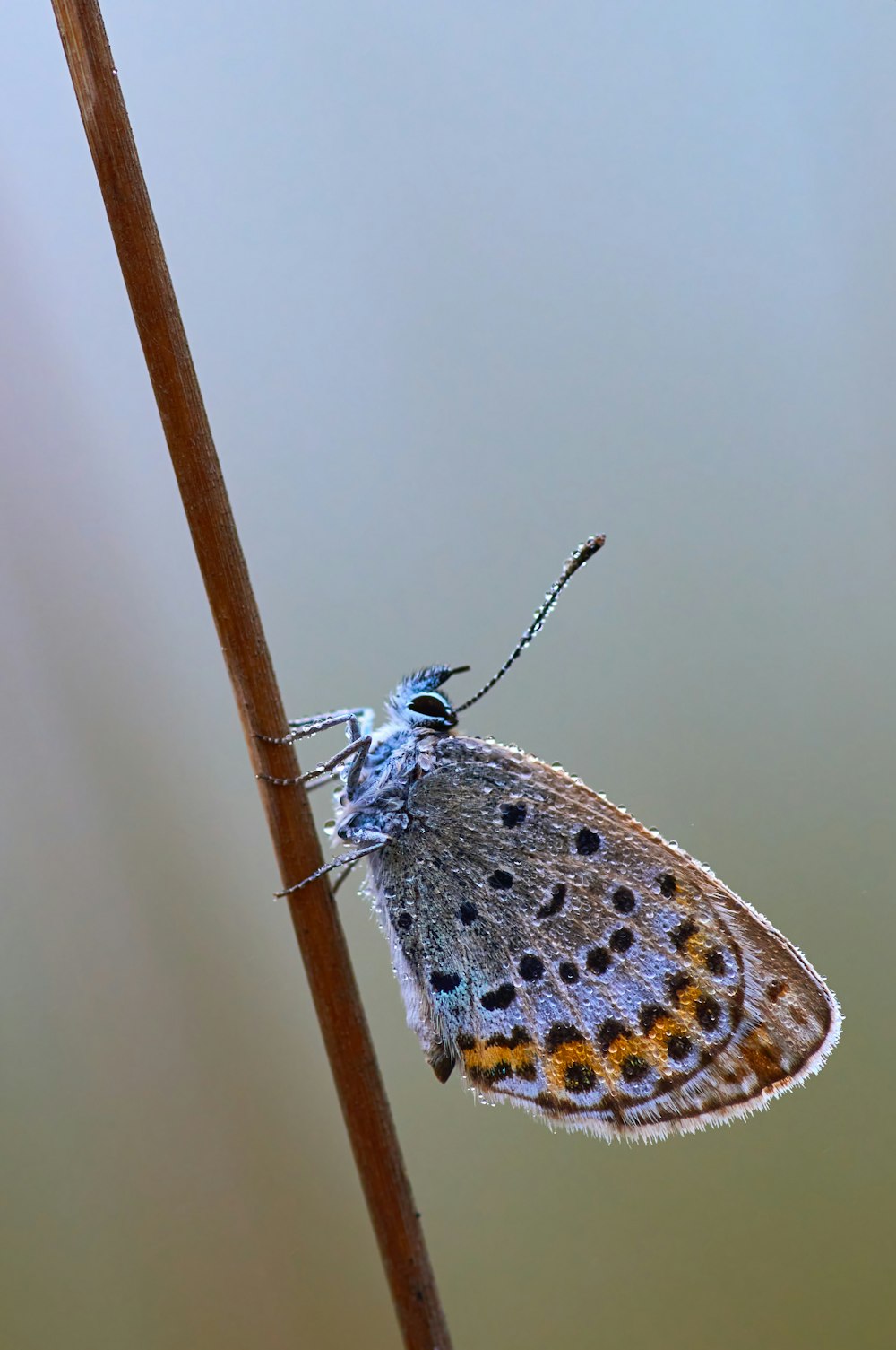 brown and white butterfly on brown stick