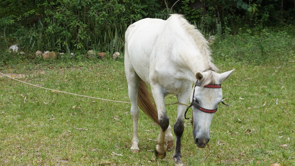 white horse eating grass during daytime