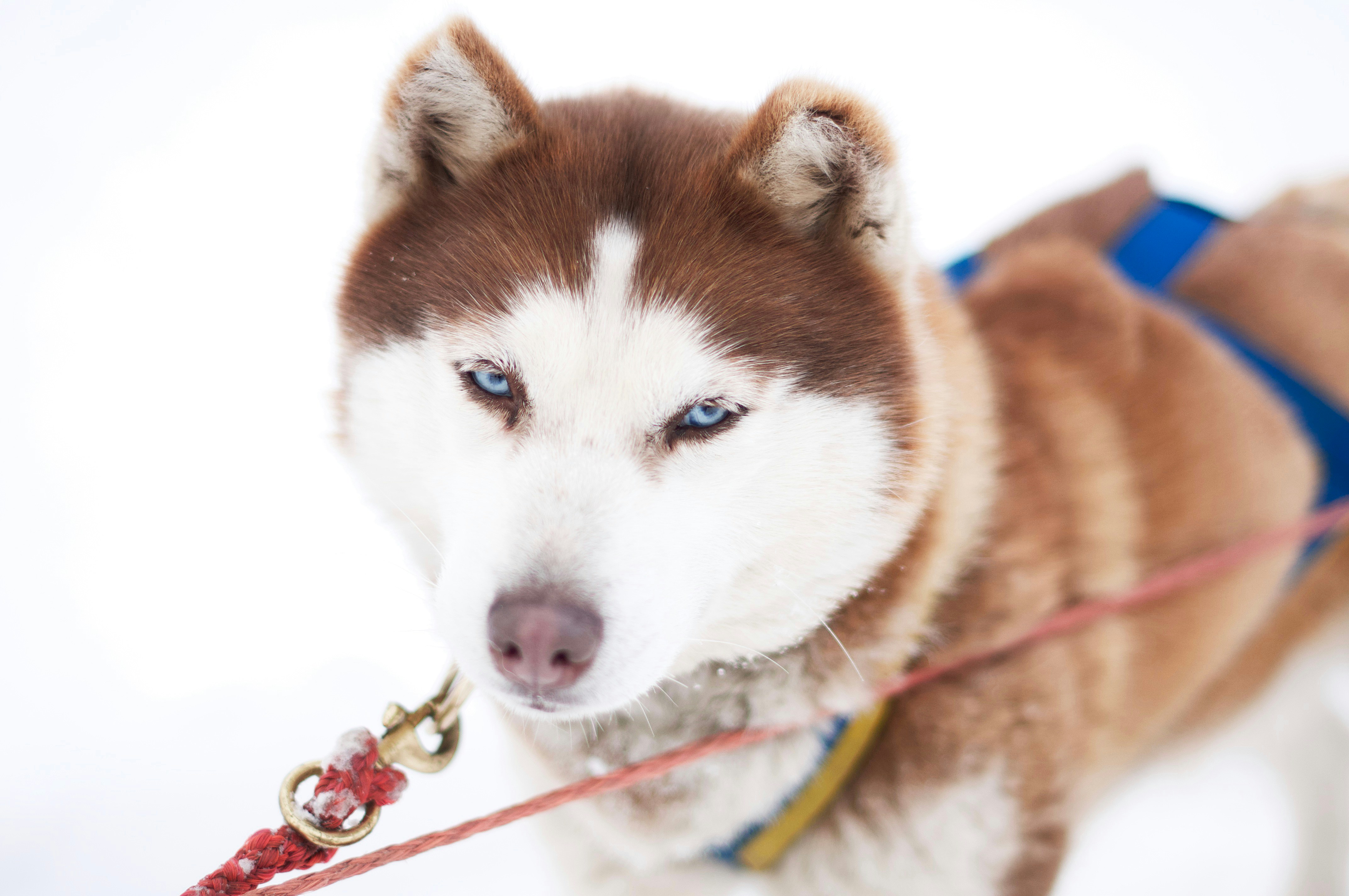 Choosing the Best ECollars for Your Dog Our 2024 Picks