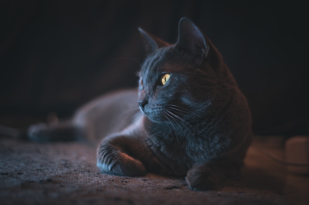 brown cat on brown sand