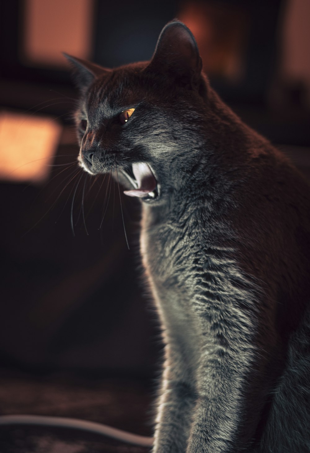 russian blue cat in close up photography