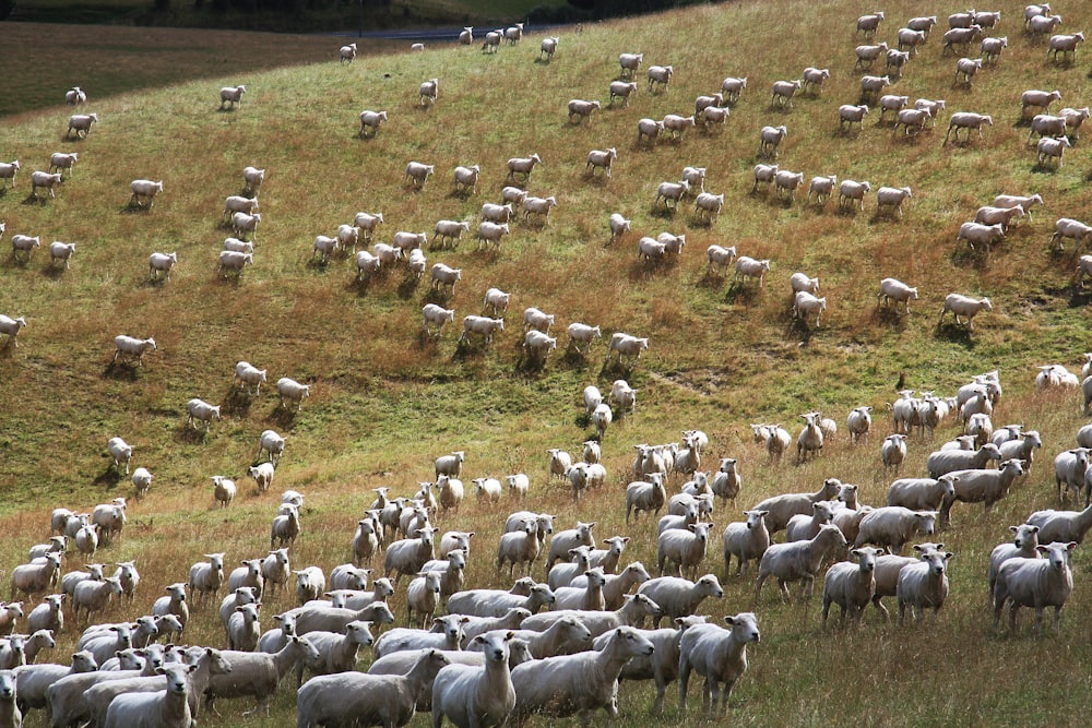 rebanho de ovelhas no campo de grama verde durante o dia