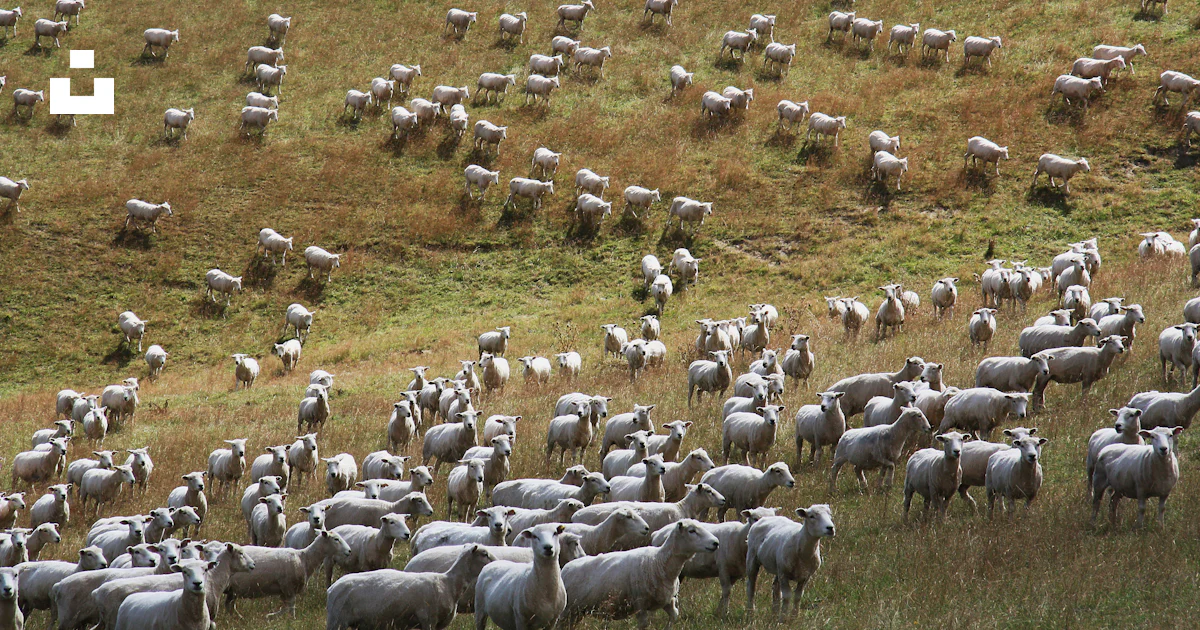 Herd of sheep on green grass field during daytime photo – Free Sheep ...