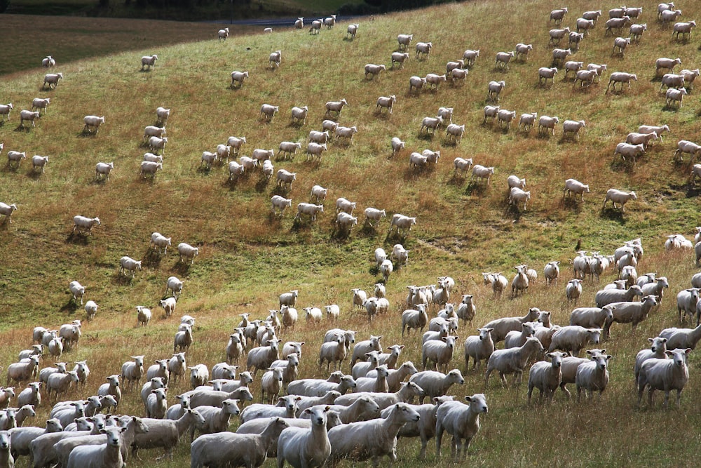 herd of sheep on green grass field during daytime