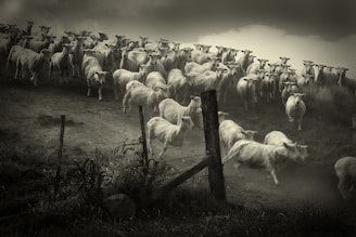 grayscale photo of sheep on grass field
