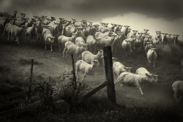 grayscale photo of sheep on grass field