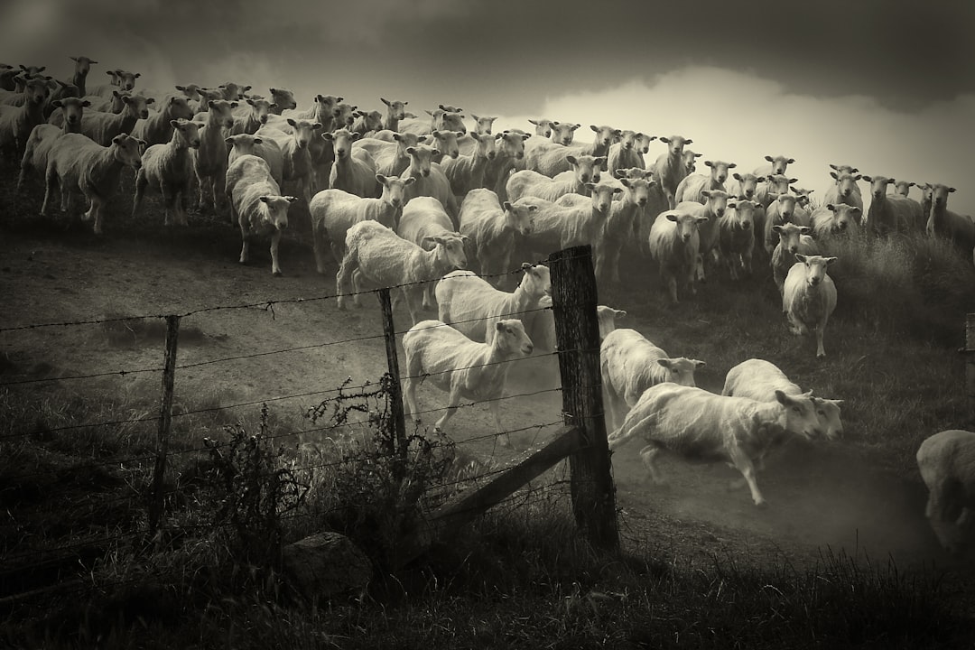 grayscale photo of sheep on grass field