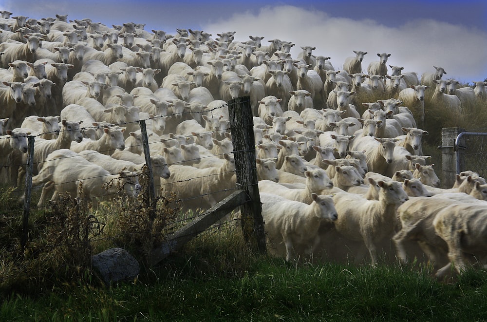 white sheep on green grass field during daytime