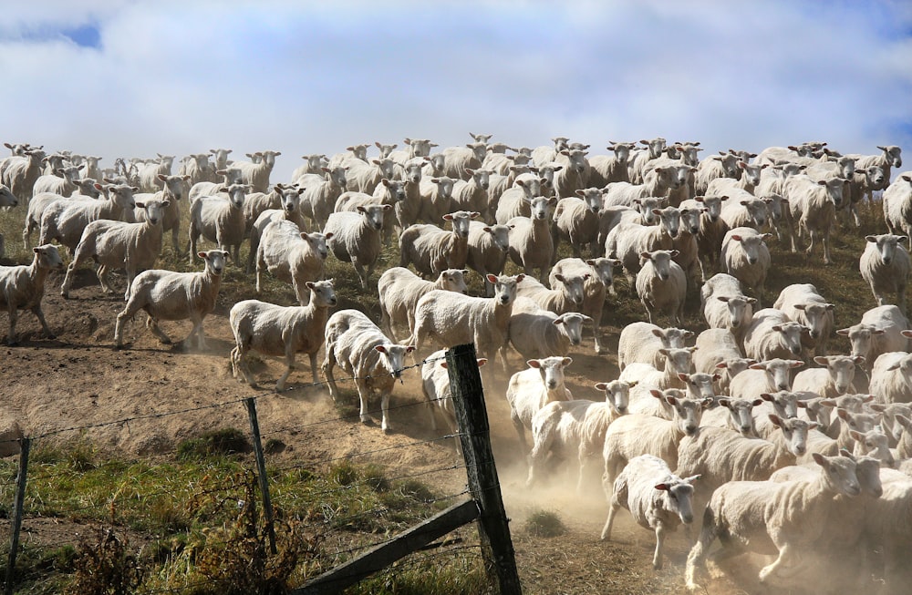 herd of sheep on green grass field during daytime