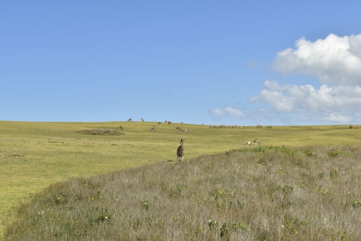 Golf course fairway with kangaroos in the distance under a clear blue sky