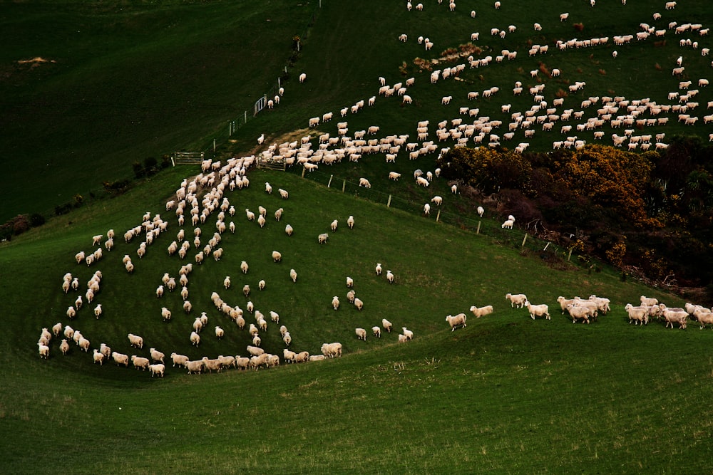 white and black birds on green grass field during daytime