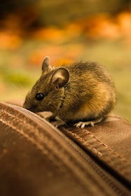 Side view of a curious house mouse exploring a wooden surface indoors.
