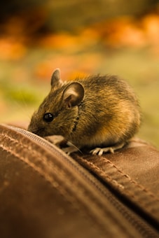A small brown mouse with a white underbelly is perched on a soft, brown leather surface. The mouse is positioned with its ears perked, and its tiny paws are visible. The background is out of focus with warm autumn colors, including shades of orange and yellow.