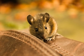 A small brown mouse with large ears and dark eyes is perched on a soft brown surface, with an out-of-focus background featuring warm, earthy tones.