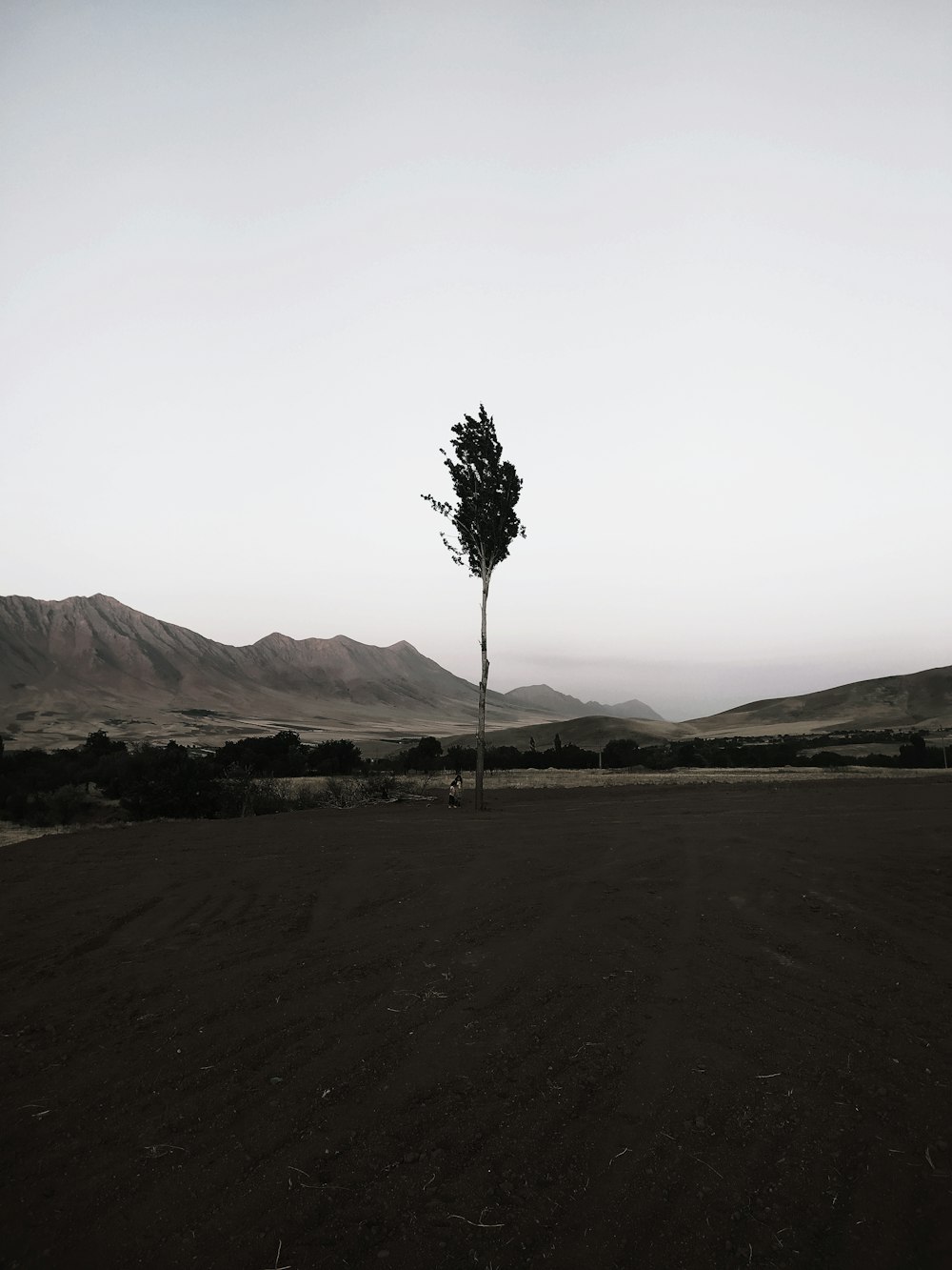 green tree on brown field during daytime