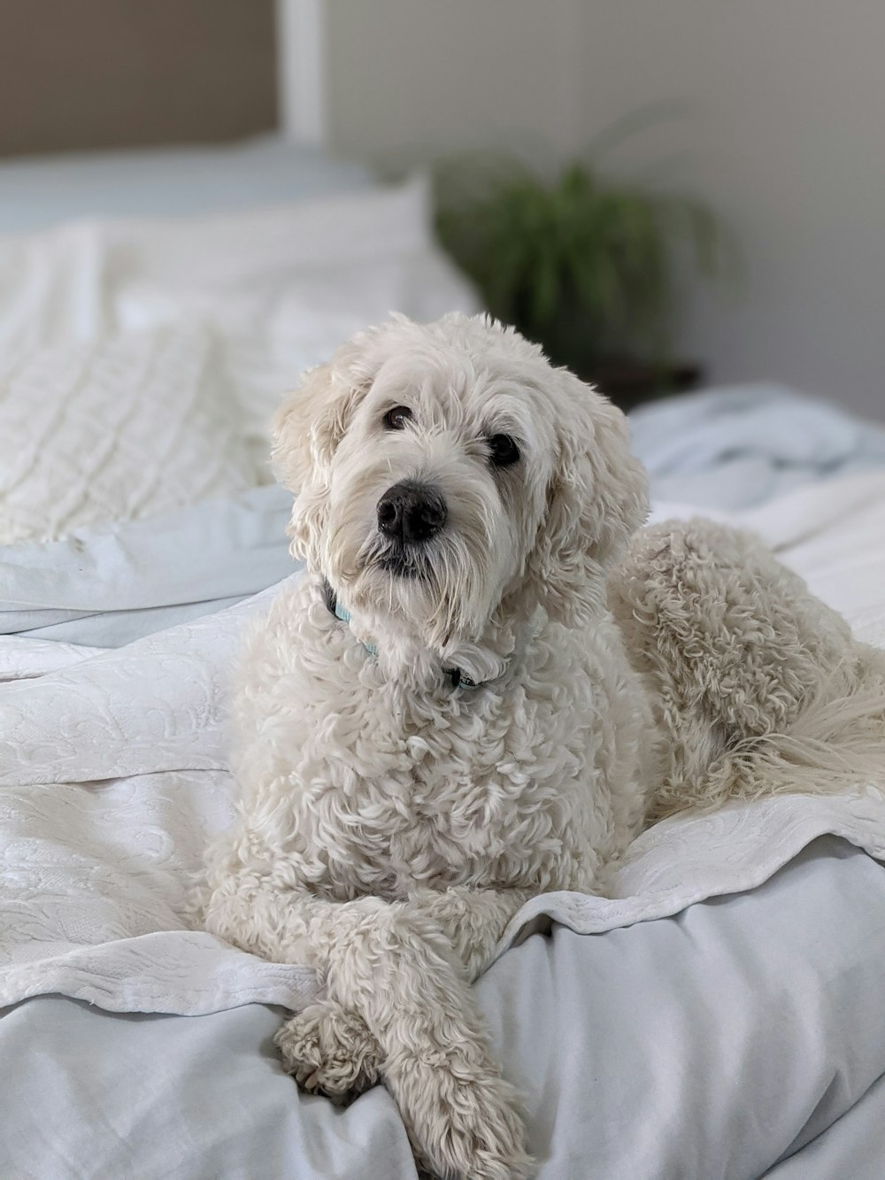 white poodle lying on bed