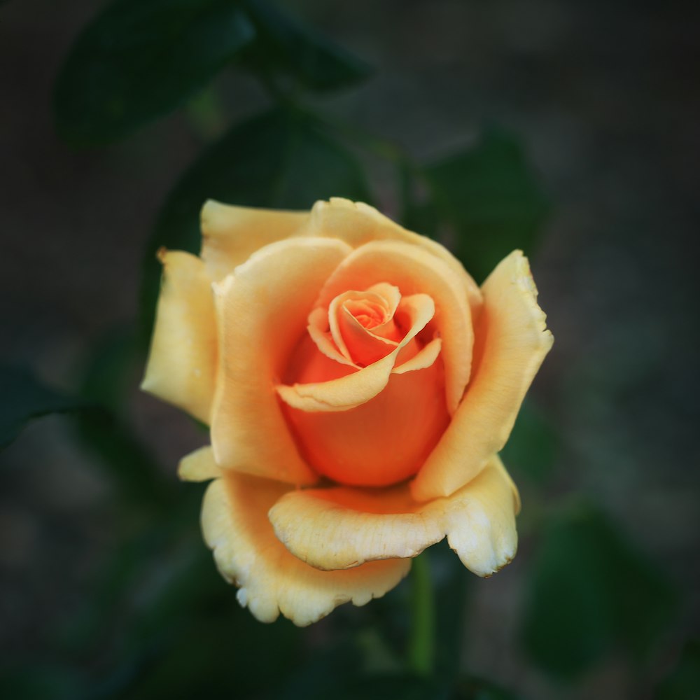 yellow rose in bloom during daytime