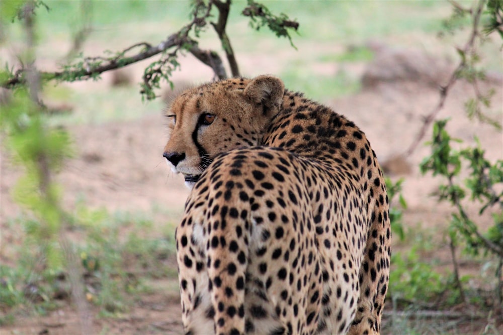 brown and black cheetah on brown field during daytime