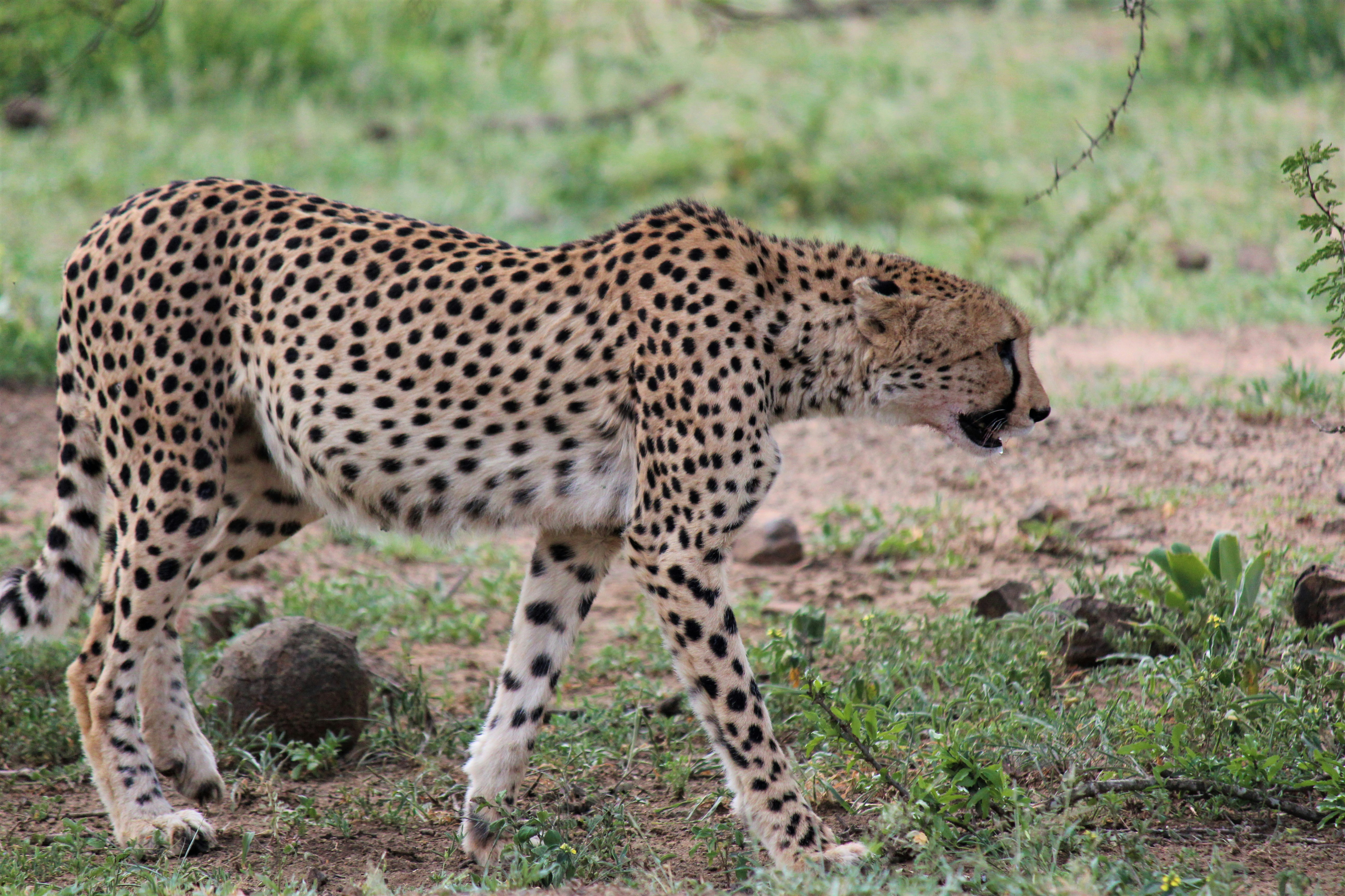 Social Structure: Single Mom vs. Solitary Hunter (image credits: unsplash)