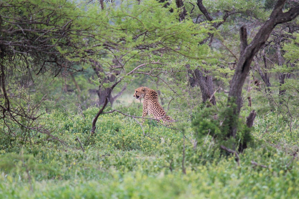 cheetah on green grass field during daytime