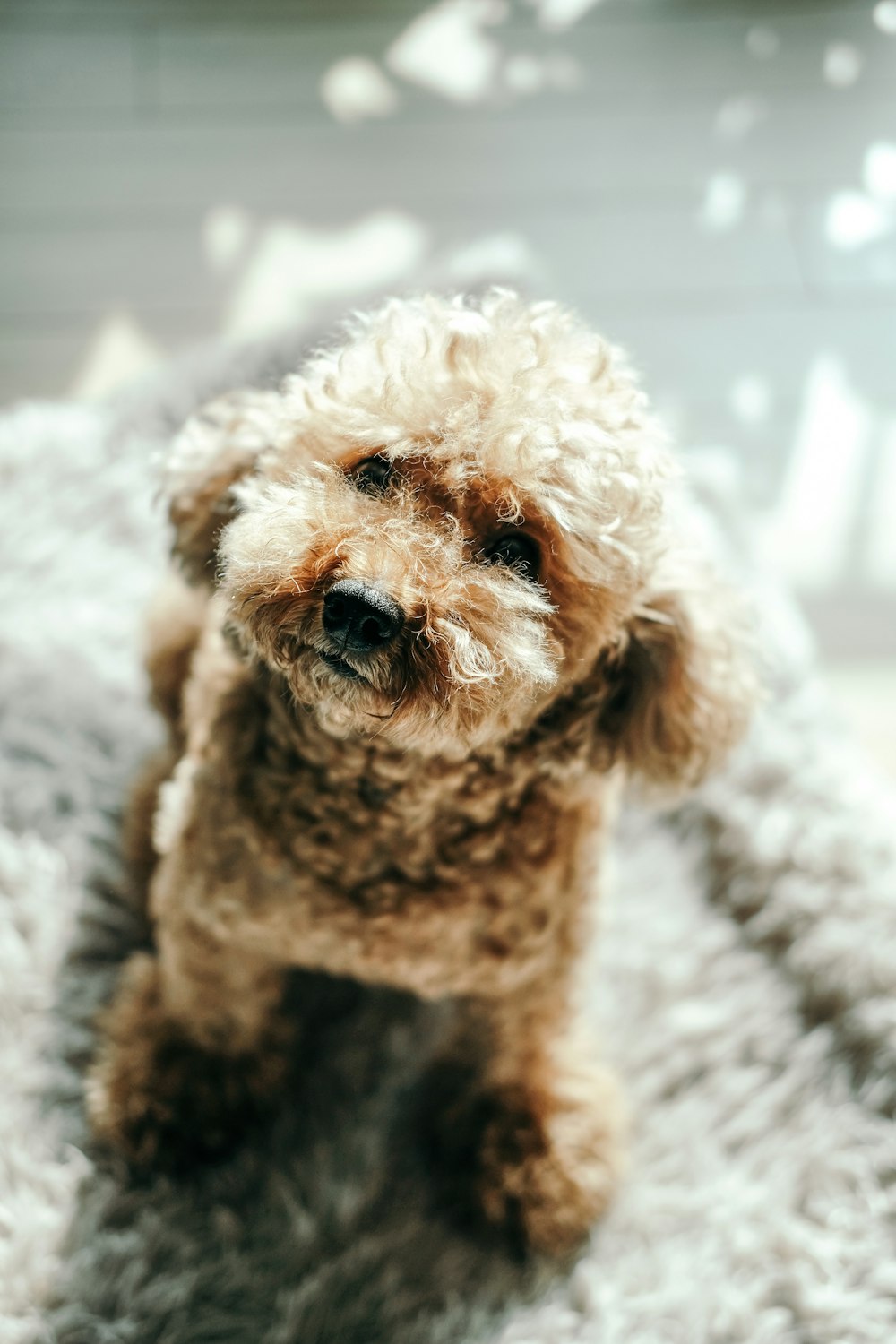 Foto Perro pequeño de pelo rizado marrón sobre textil blanco – Imagen Perro  gratis en Unsplash