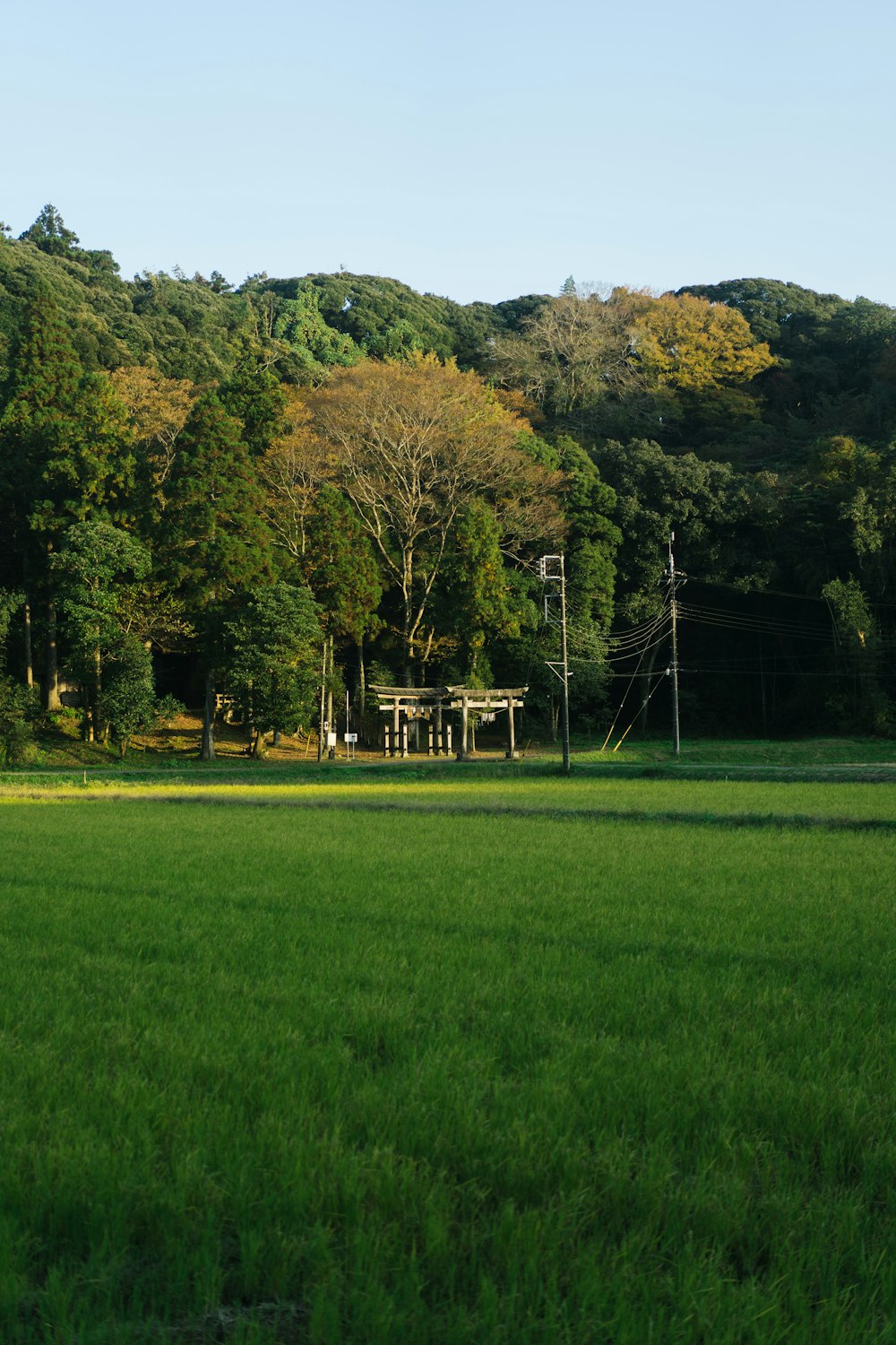 green grass field with trees and fence