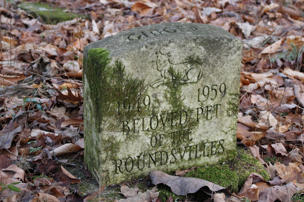 gray stone with quote on brown dried leaves