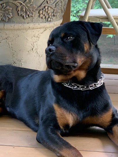 A Rottweiler is lying on a wooden floor, wearing a metal chain collar. Behind the dog is a decorative stone planter with grapevine motifs, and there is a folded chair visible in the background.