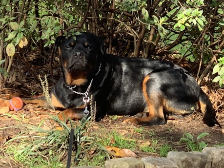 A large black and tan dog, likely a Rottweiler, is lying on the ground near some bushes. The dog is wearing a chain collar, and a small red ball is visible next to it. The surrounding area has green foliage and some rocks in the foreground.