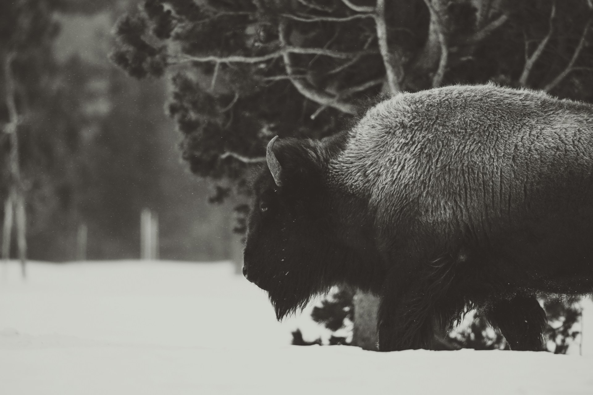 A dramatic winter scene showing bison enduring a snowstorm, their thick coats dusted with snow.