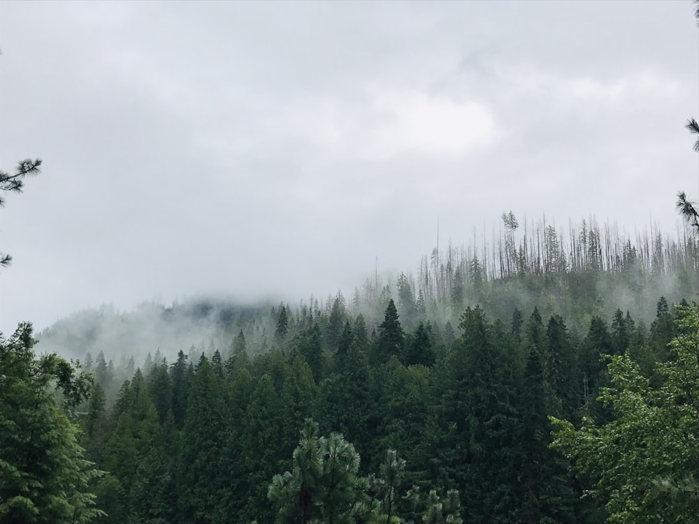 green trees under white sky during daytime