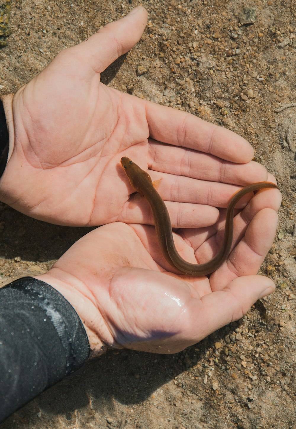 brown snake on persons hand