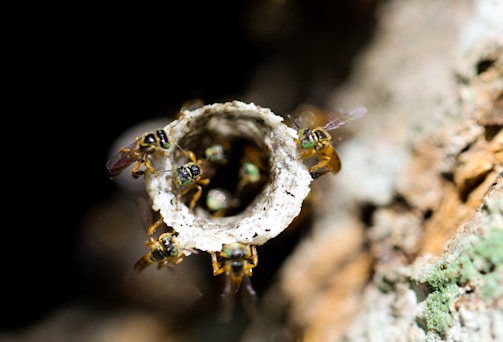 A group of small bees gathers around the entrance of a tube-like structure. The bees have iridescent bodies with noticeable wings, and they are situated on a textured background that resembles a natural, earthy environment.