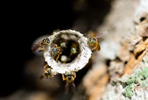 A group of small bees gathers around the entrance of a tube-like structure. The bees have iridescent bodies with noticeable wings, and they are situated on a textured background that resembles a natural, earthy environment.