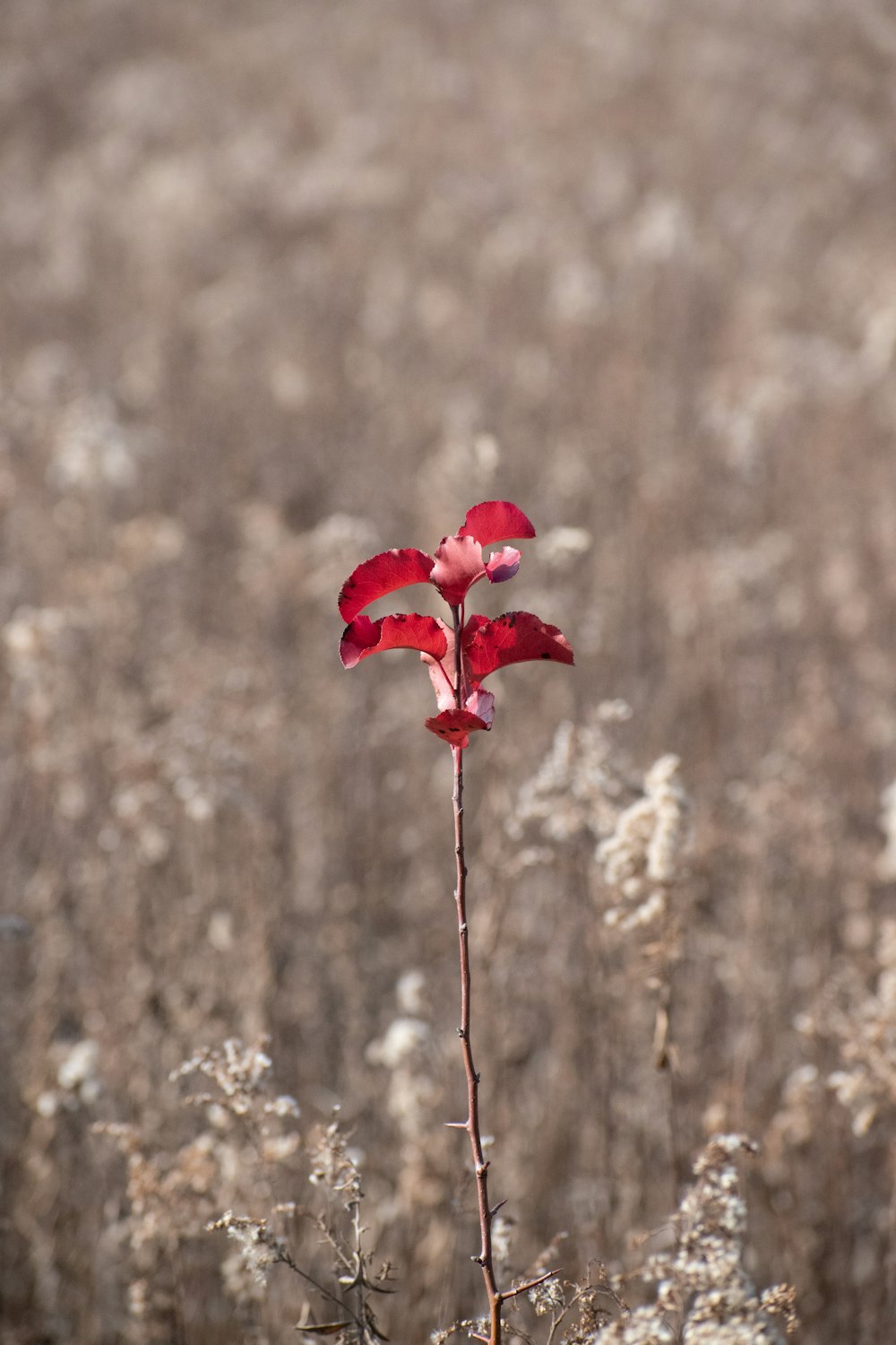 red flower on white snow