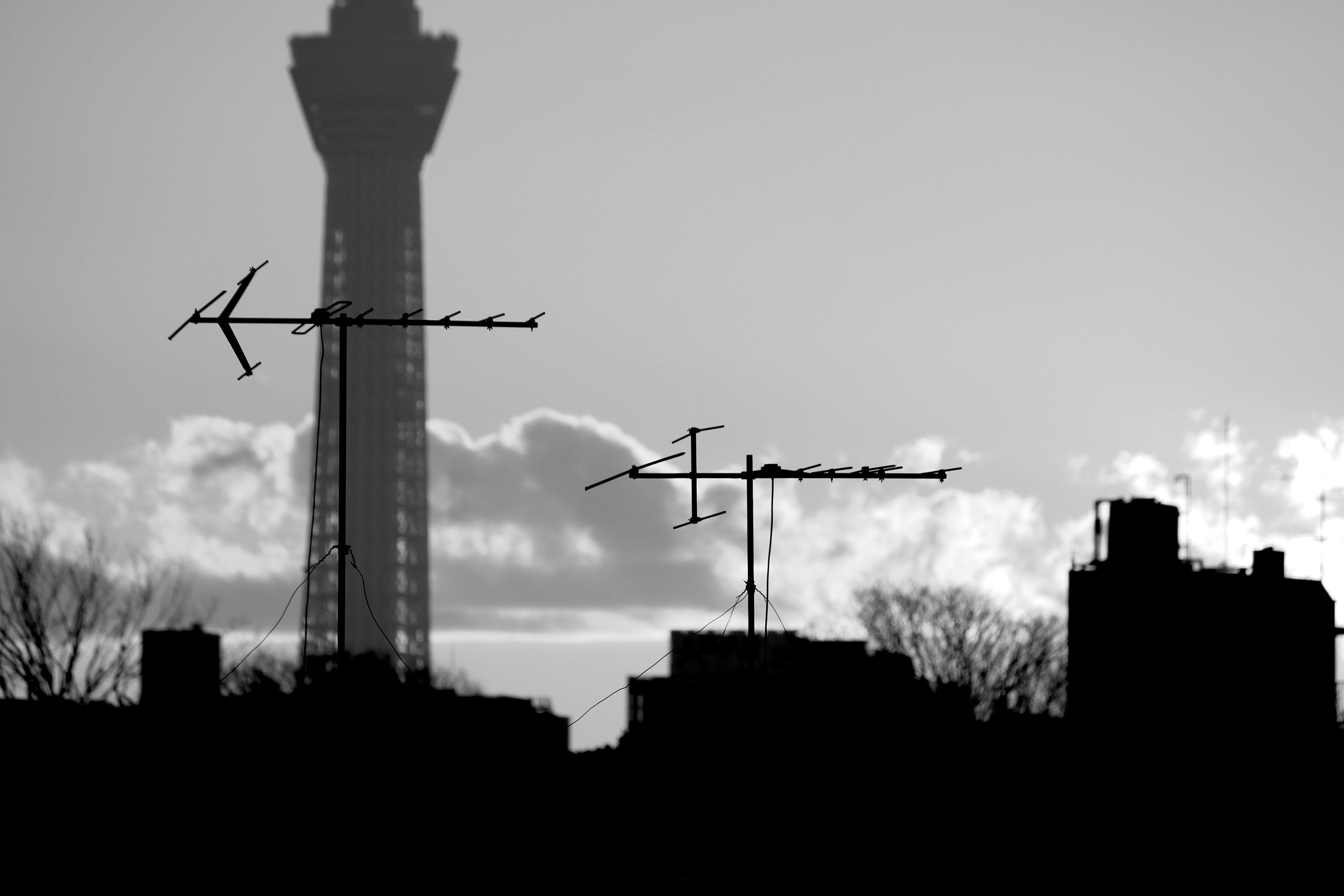 silhouette of trees and wind turbines