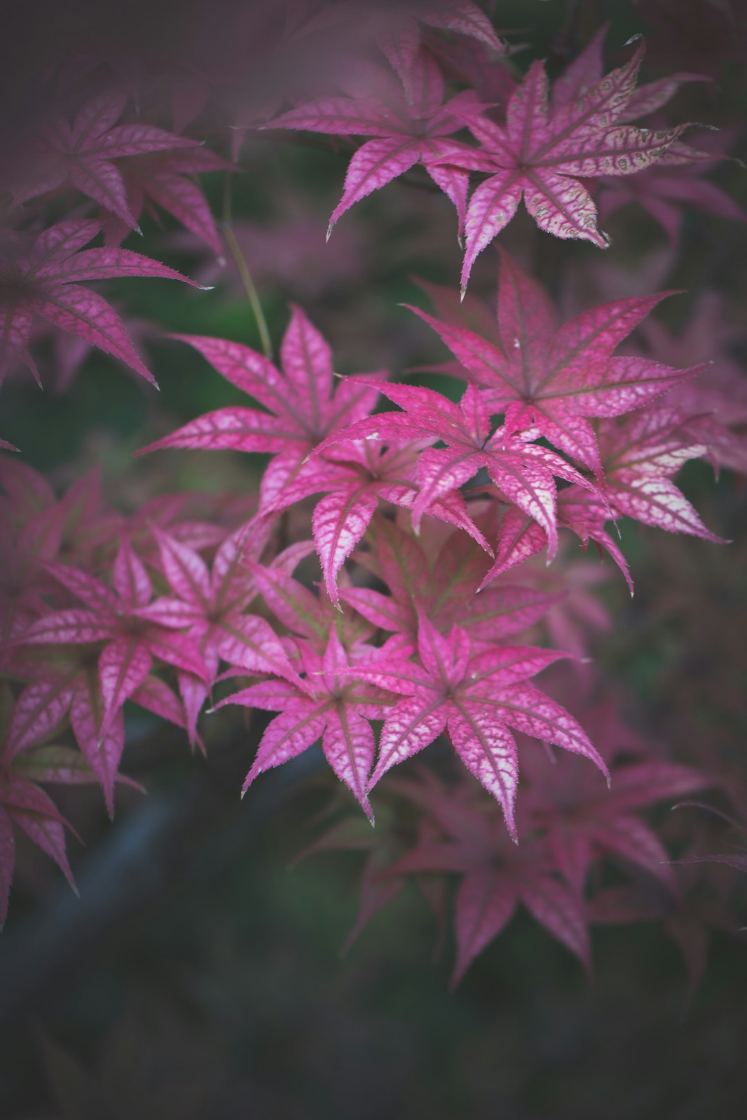 red and white leaf plant