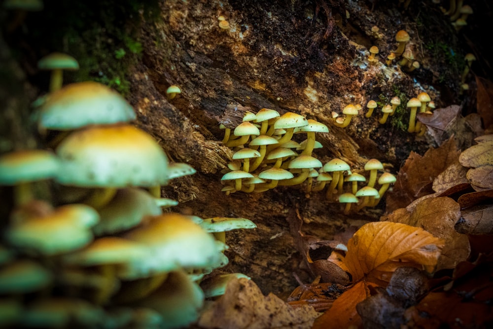 white mushrooms on brown tree trunk