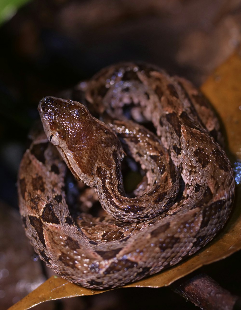 Serpiente marrón y negra en fotografía de primer plano