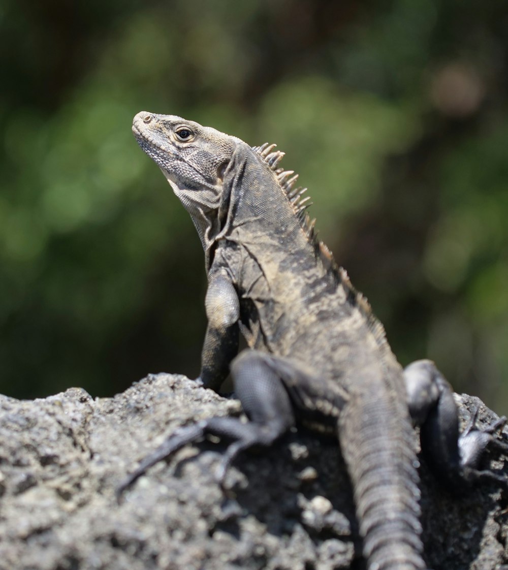 brown and black iguana on gray rock