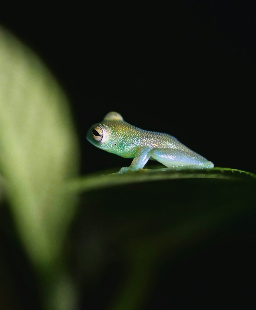 green frog on green leaf