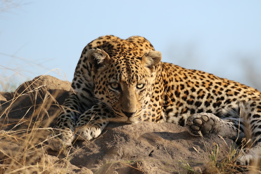 leopard lying on brown rock during daytime