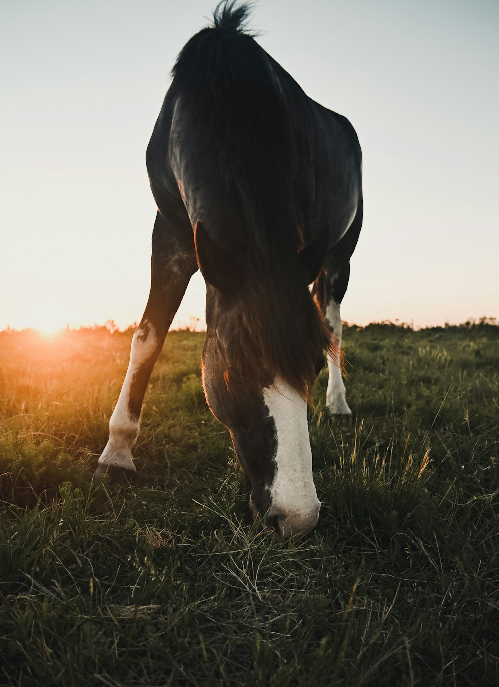 black and white horse on green grass field during daytime